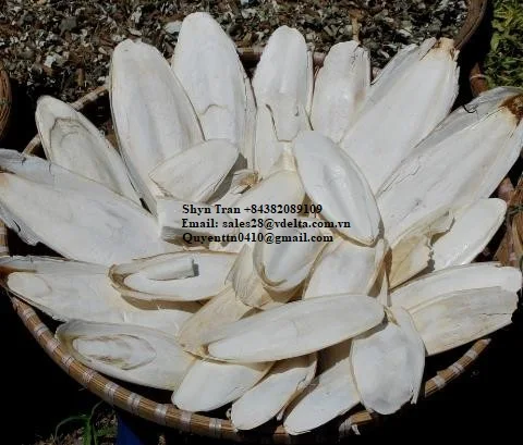Best Selling CUTTLEFISH BONE/CUTTLEBONE in Viet Nam//Shyn Tran +84382089109