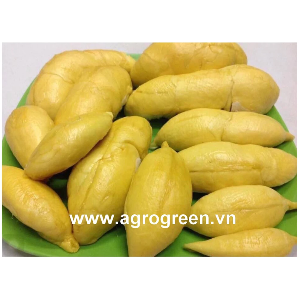 High Quality FROZEN Durian Seedless Cheap Price  Export From Vietnam