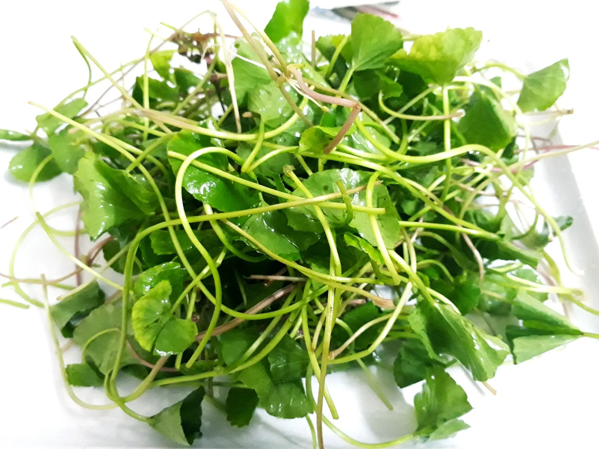 
High quality Centella asiatica powder instant healthy drinks 