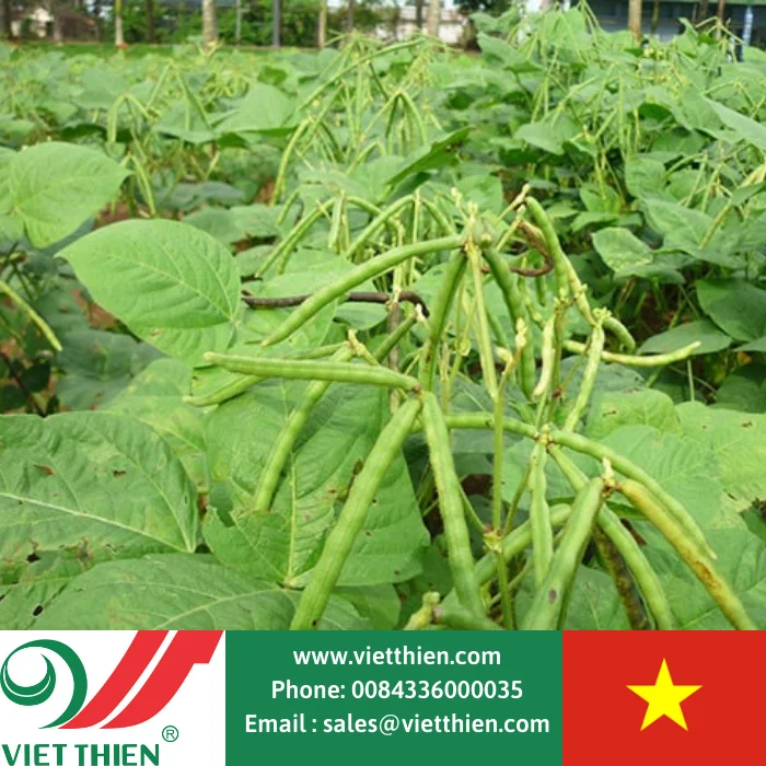 Черная фасоль с зеленым телом-это сырье для блюд а также продукты содержащие лекарственные травы которые полезны здоровья