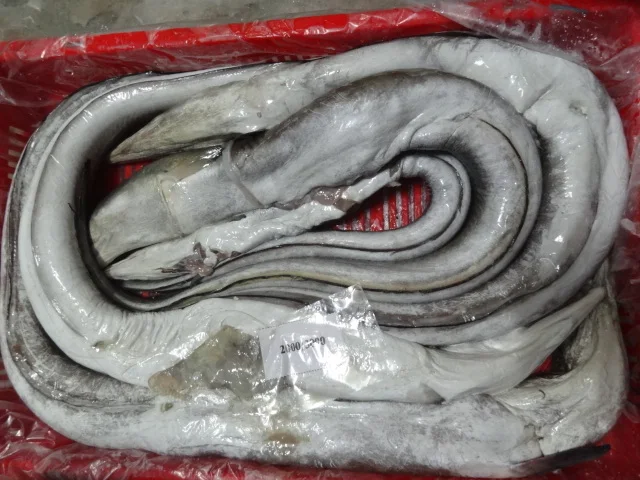 Замороженная рыба угорь