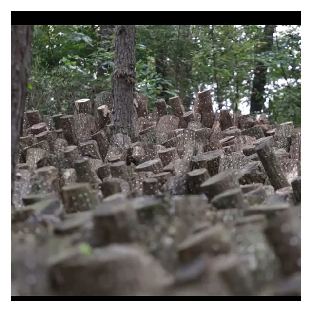  Сухой экстракт грибов Shiitake в Корейском стиле органический Урожай Shinnong 4 ~ 5 см коричневый свежий