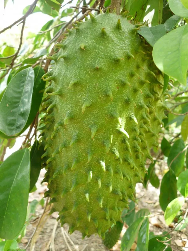 FRESH SOURSOP/ GRAVIOLA - WHOLE YEAR SUPPLY - 2023 GOOD PRICE