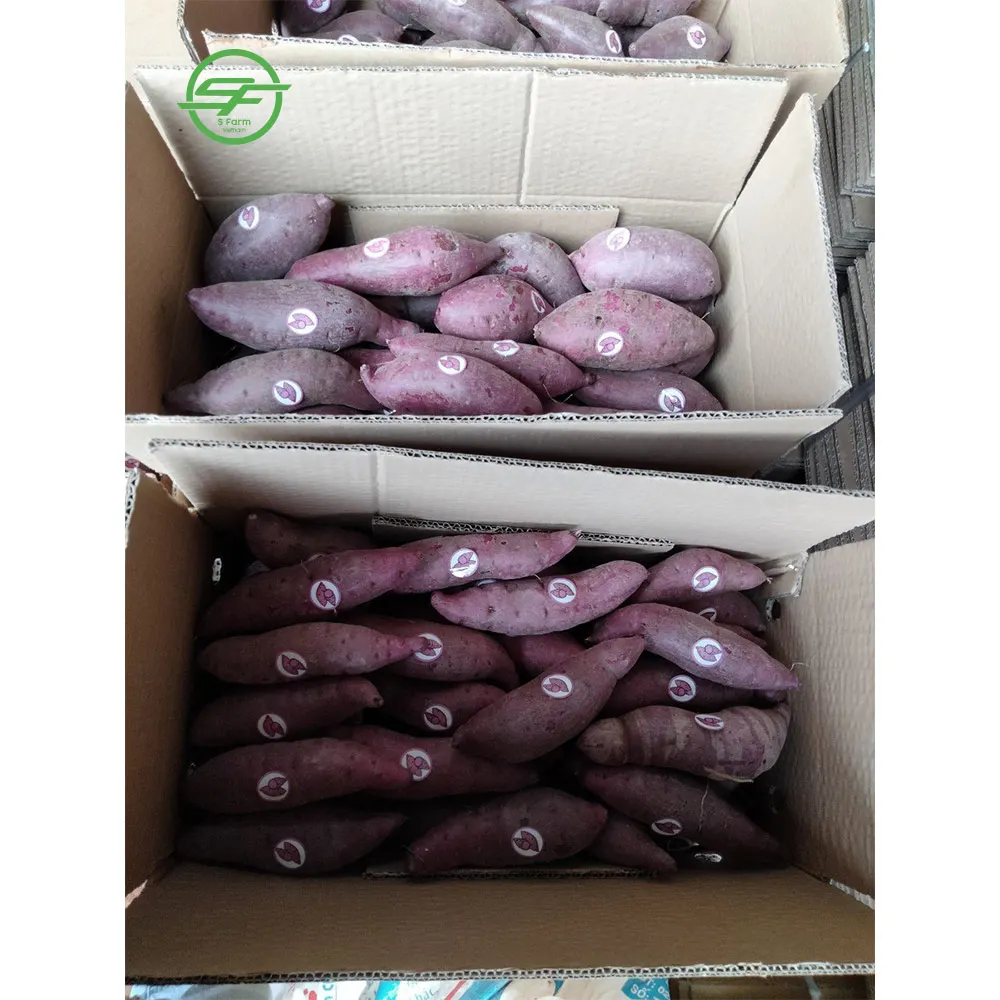 Высококачественный свежий сладкий картофель по самой низкой цене для экспорта (Whatsapp/zalo/wechat: + 84 912 964 858)