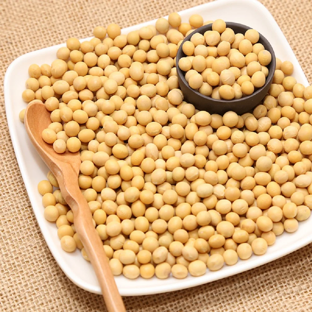 quality soya bean for oil , soybean , Soybean Seeds for export