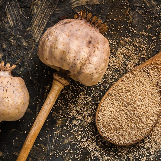 Best Price White Poppy Seeds