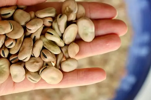 Сушеные Широкие бобы