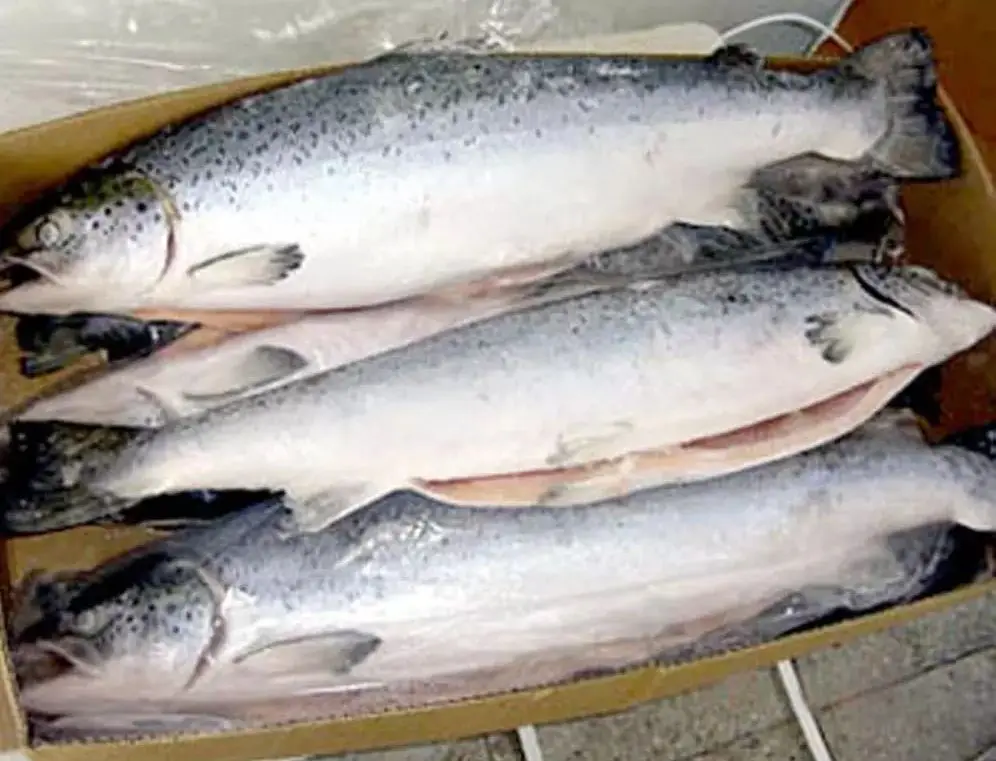 Wholesale Supplier Best Quality Fresh Salmon Fish For Sale In Cheap Price