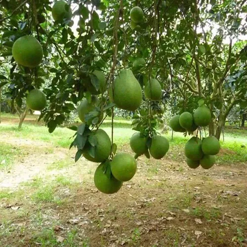Fresh Grapefruit/ Pomelo from Vietnam - 100% High Quality Fruit