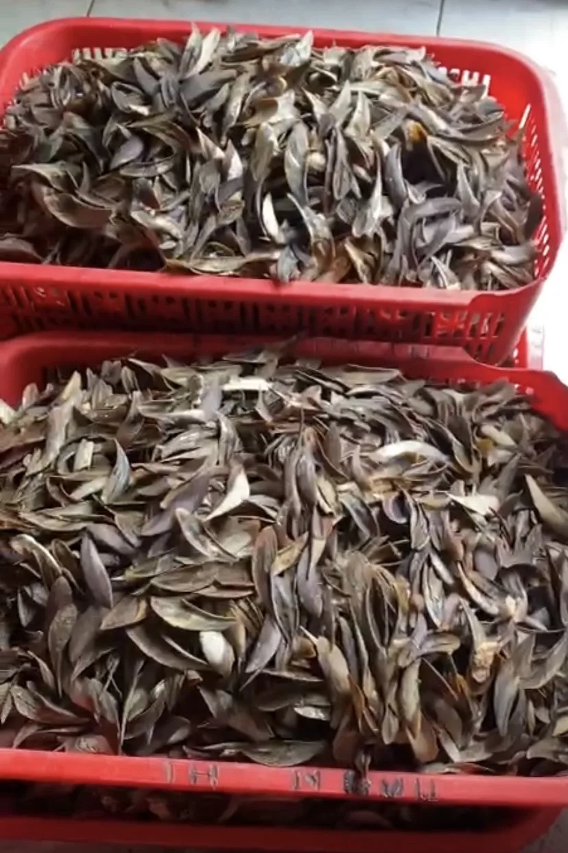 Высококачественные ракушки для ракушек по заводской цене оптовая продажа