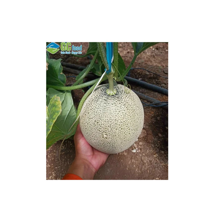 Импорт и экспорт свежей сладкой дыни-100% зрелой дыни органический натуральный из