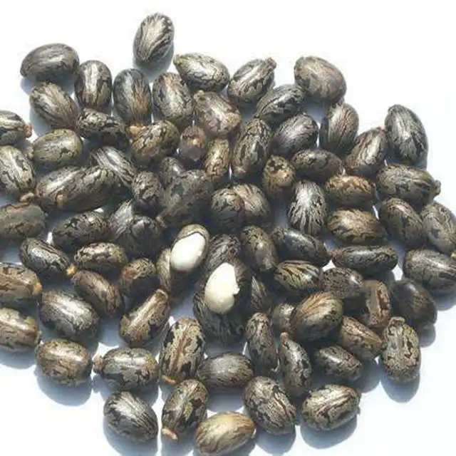 
Castor oil seeds / beans for sale high quality 