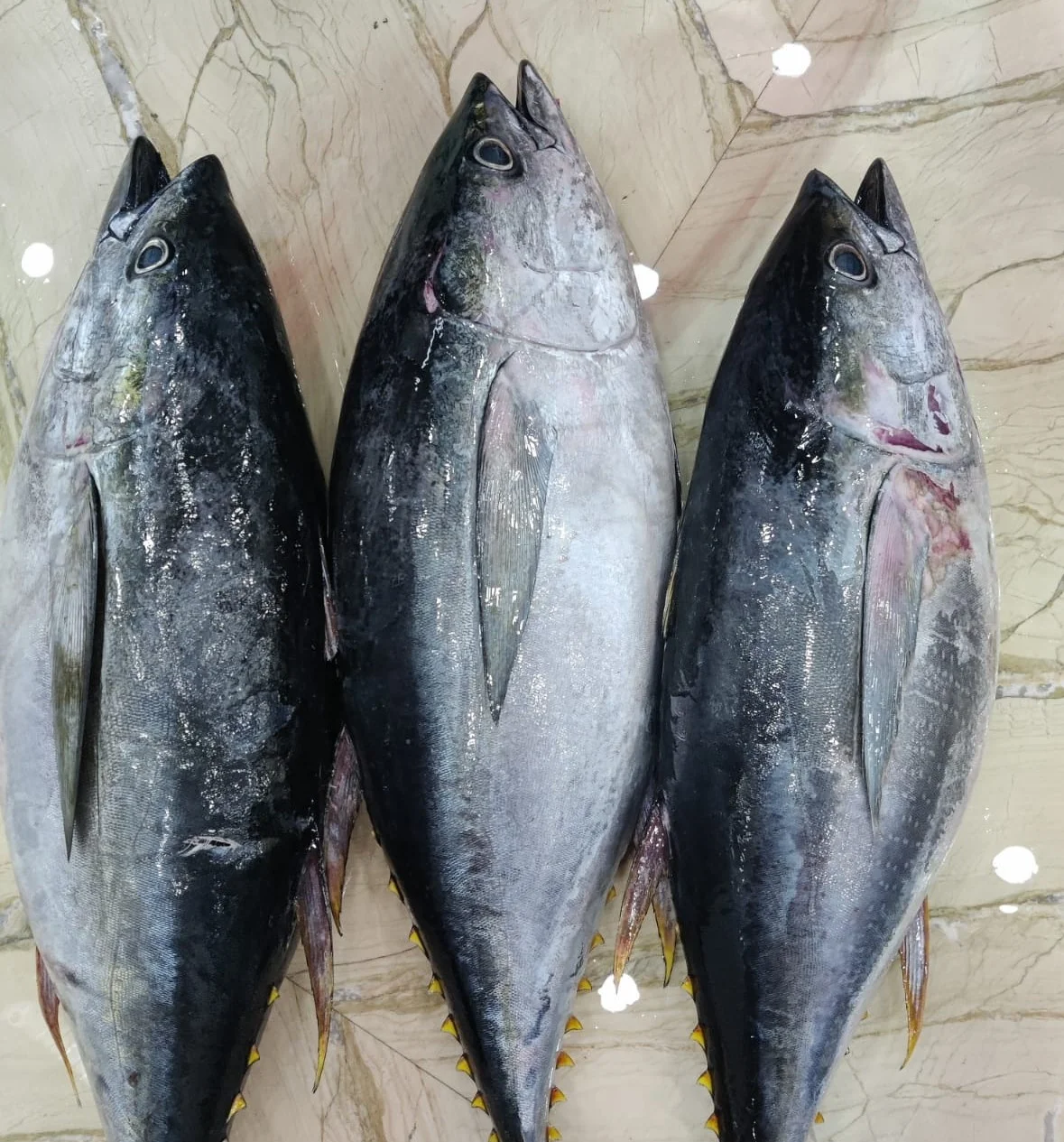 Высшее качество замороженный желтый тунец высшего качества с стандартной упаковкой