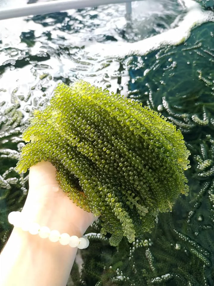 Export Bulk Sea Grapes/ 100% Natural Sea Grapes  +84 929 397 651