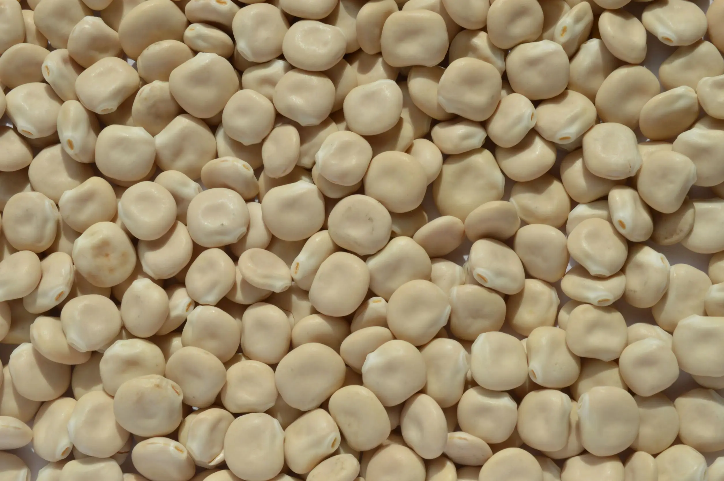 Lupin Seeds Ukraine Origin Wholesale