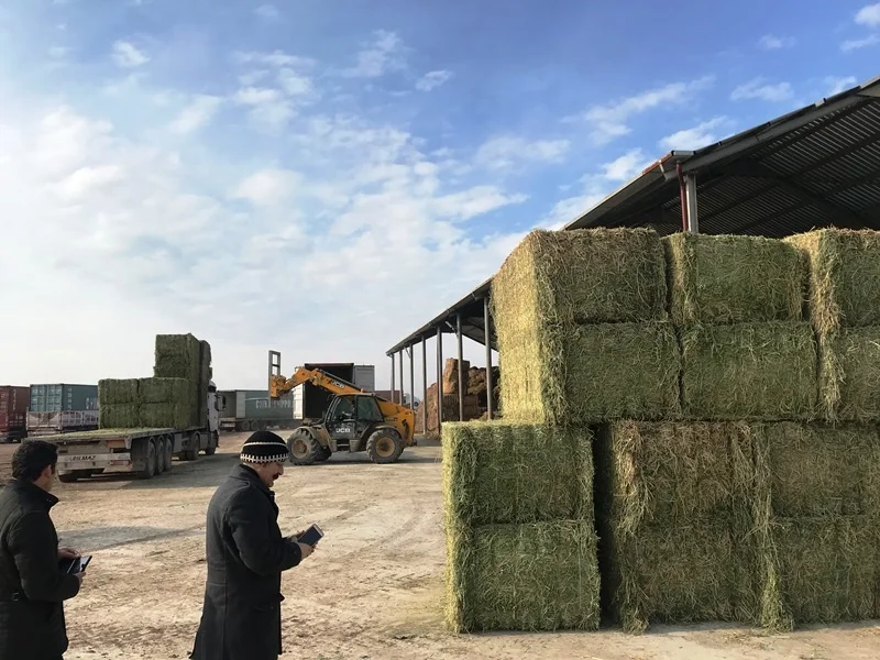 
Premium Quality Turkish Alfalfa Hay Bale, High Quality Green Color Turkish Lucerne Hay, Turkish Clover Hay 