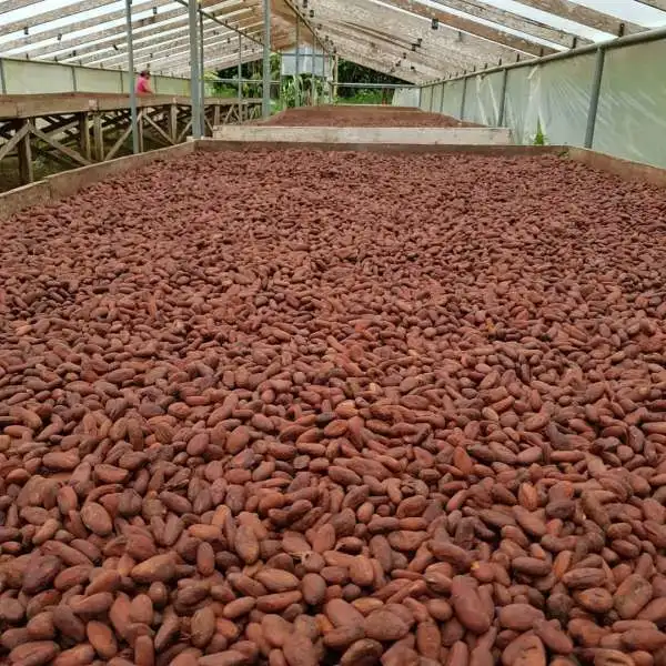 
Quality Wholesale Dried Cocoa Beans For Sale 
