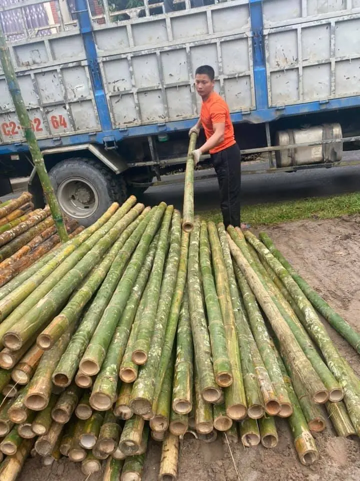 Дешевое бамбуковое дерево из Вьетнама для сухого бамбукового столба, оптовая цена