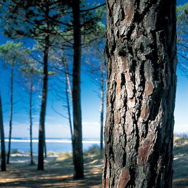 French maritime pine bark plant extract