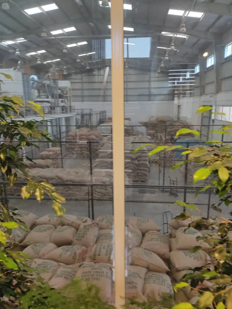  Yirgacheffe Эфиопия зеленые кофейные зерна 100% Чистая Арабика мытая класс