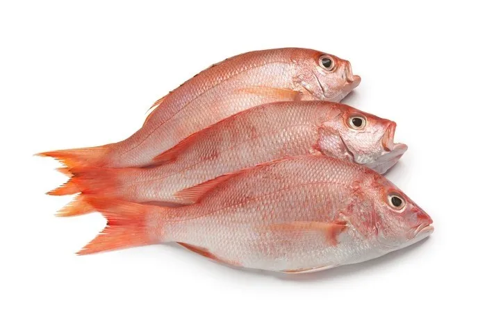 FROZEN  RED SNAPPER WHOLE /GILLED/GUTTED FOR SALE  AT PREMIUM QUALITY FISH EXPORTER OF INDIA