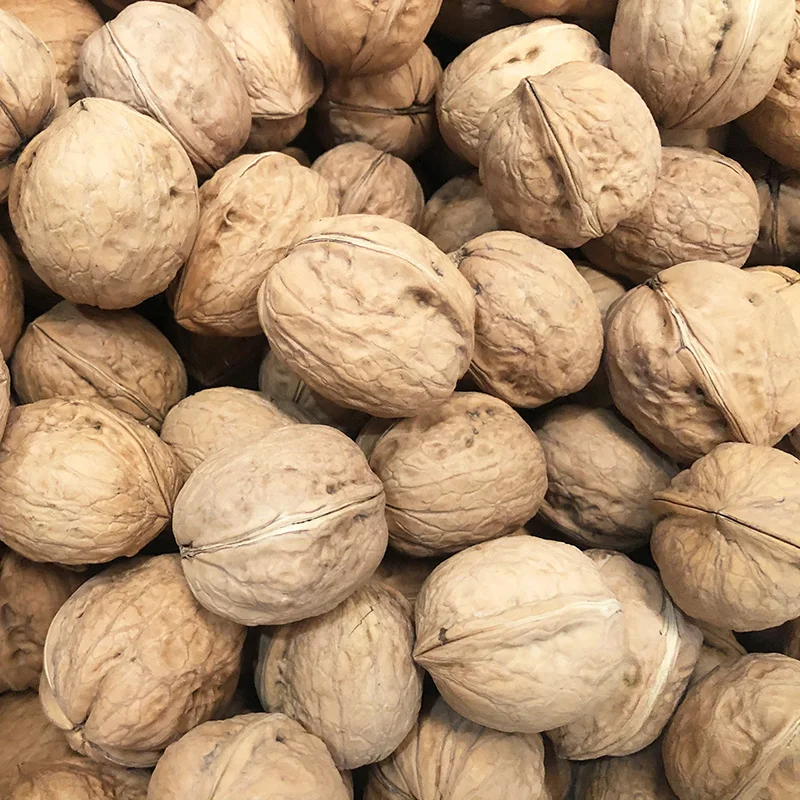 walnuts in-shell with competitive price from Turkey