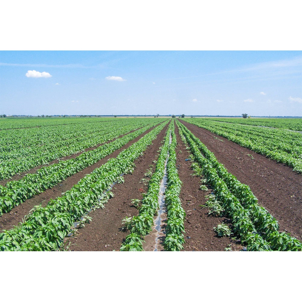 Baked beans with vegetables in 500g Glass Jar, HALAL, ISO, 2 Years Shelf Life