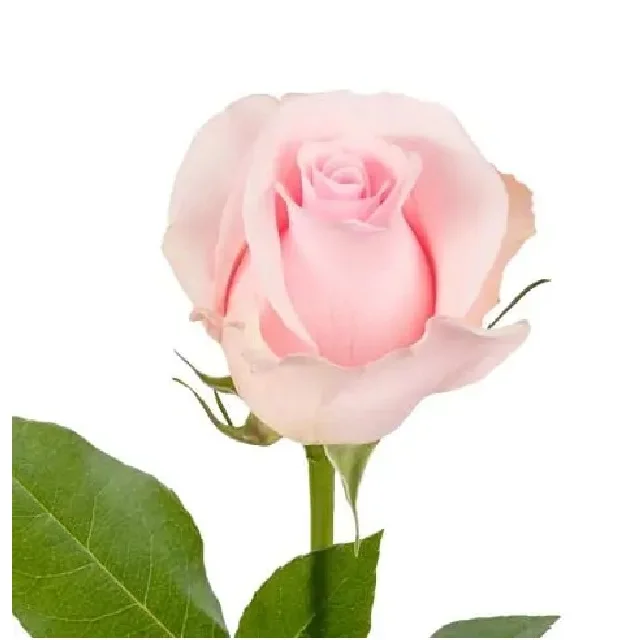 Real Rose Roses Lake Green Rose flower Red Champagne Pink Red Purple Wholesale Factory Price for wedding fresh