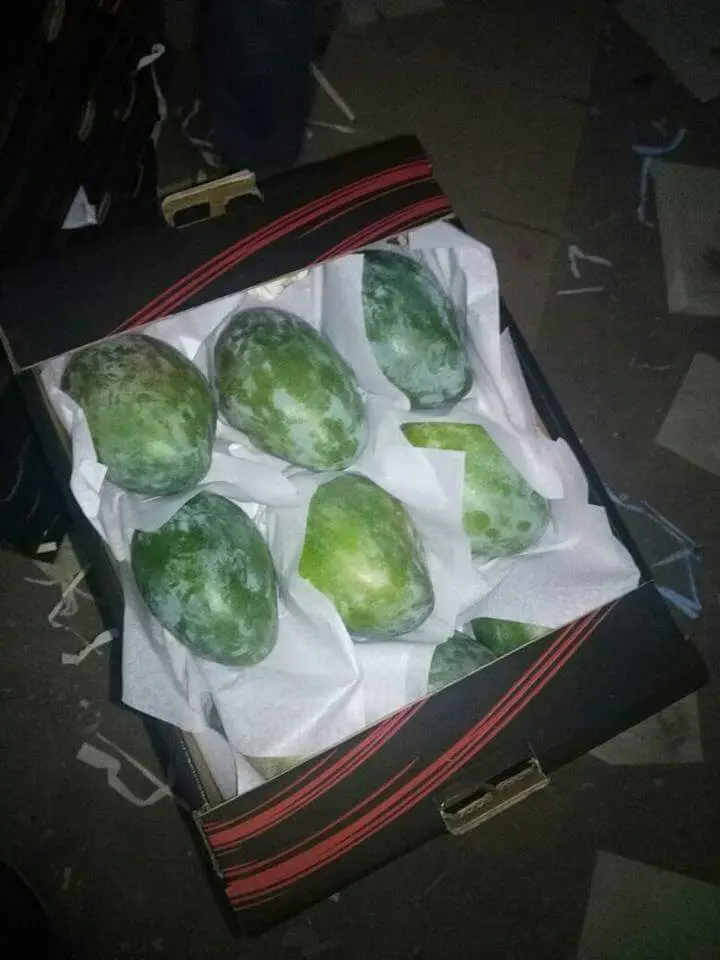 Свежий манго качества A1 ---- 2021 для экспорта