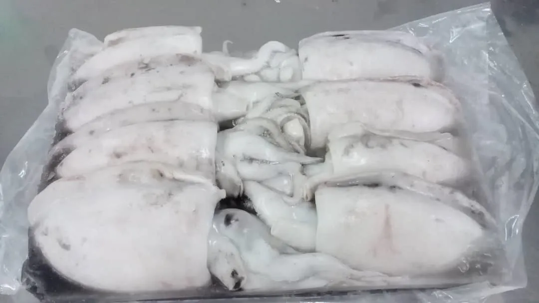 Special 9KG/CTN Weight Frozen Whole Round Cuttlefish For Sale With Best Price From Malaysia