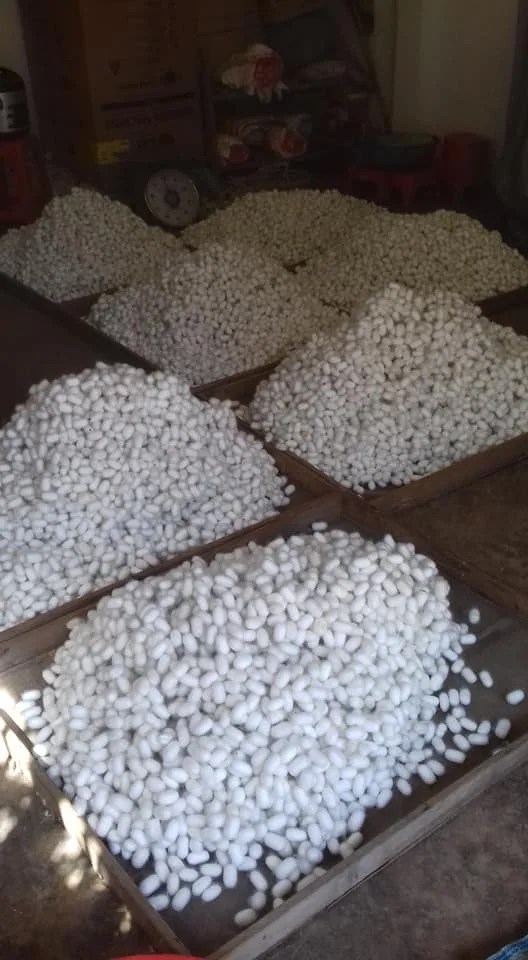 Шелковые черви для ухода за кожей и резки шелковых коконов волокна/Ms.Thi Нгуен + 84 988 872