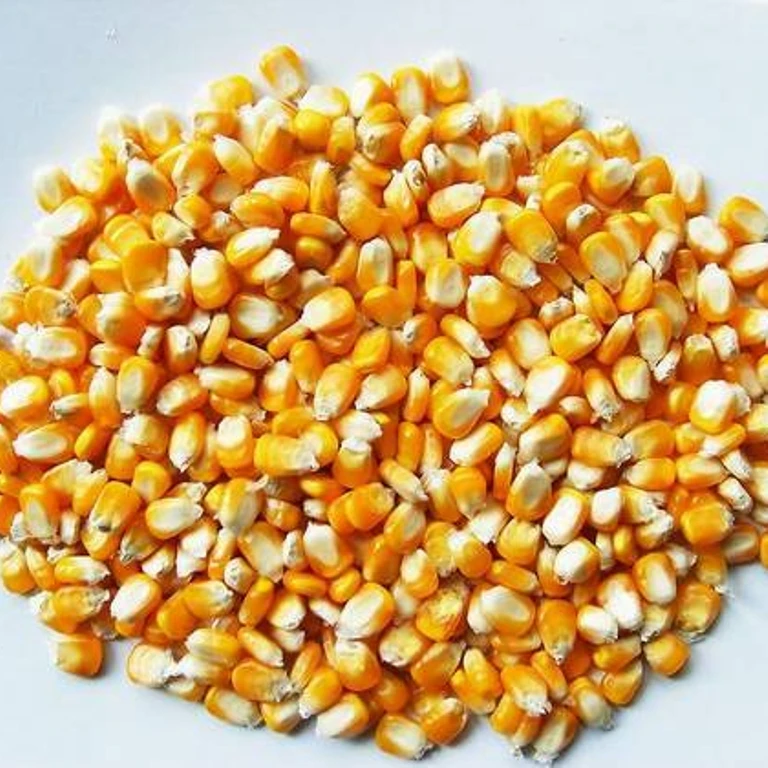 Желтая кукуруза, белая кукуруза, корм для животных