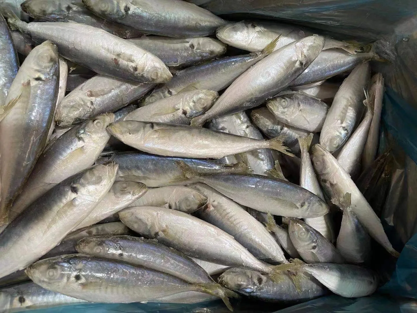 New Season Supply All Sizes china  Best Quality Frozen Round Scad