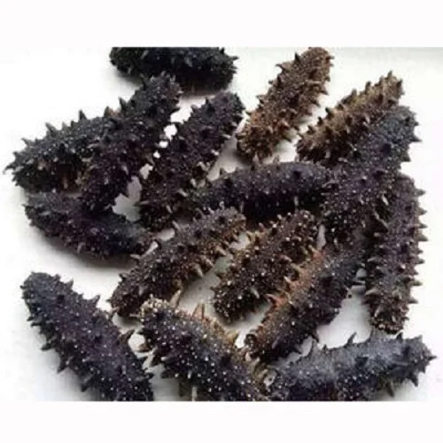 Best Quality Dried Sea Cucumber Fresh Frozen For Best Priced