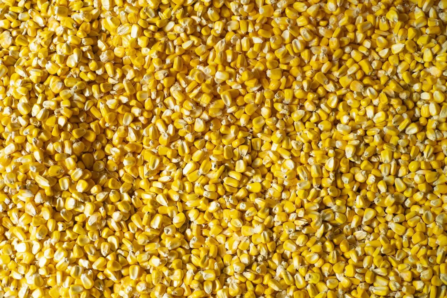 Super Quality Natural Non GMO Yellow Maize/Corn
