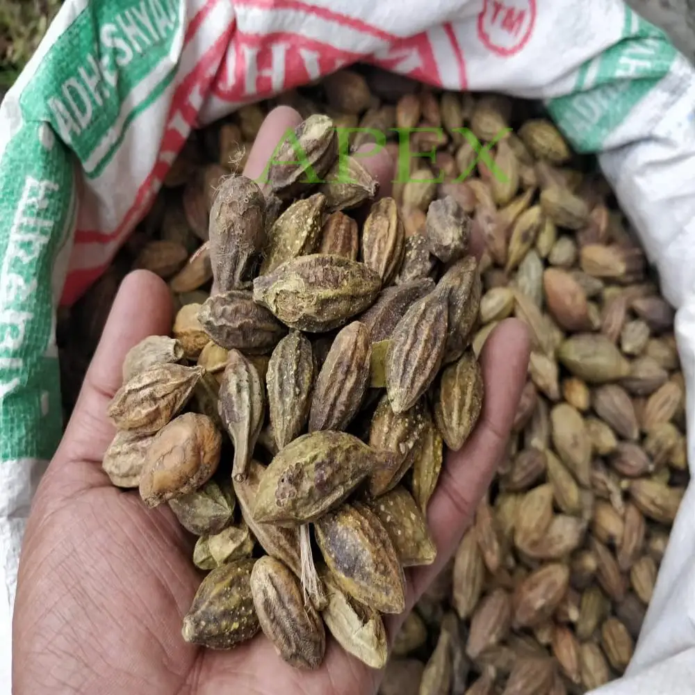 Terminalia Chebula Dried Fruit High Quality