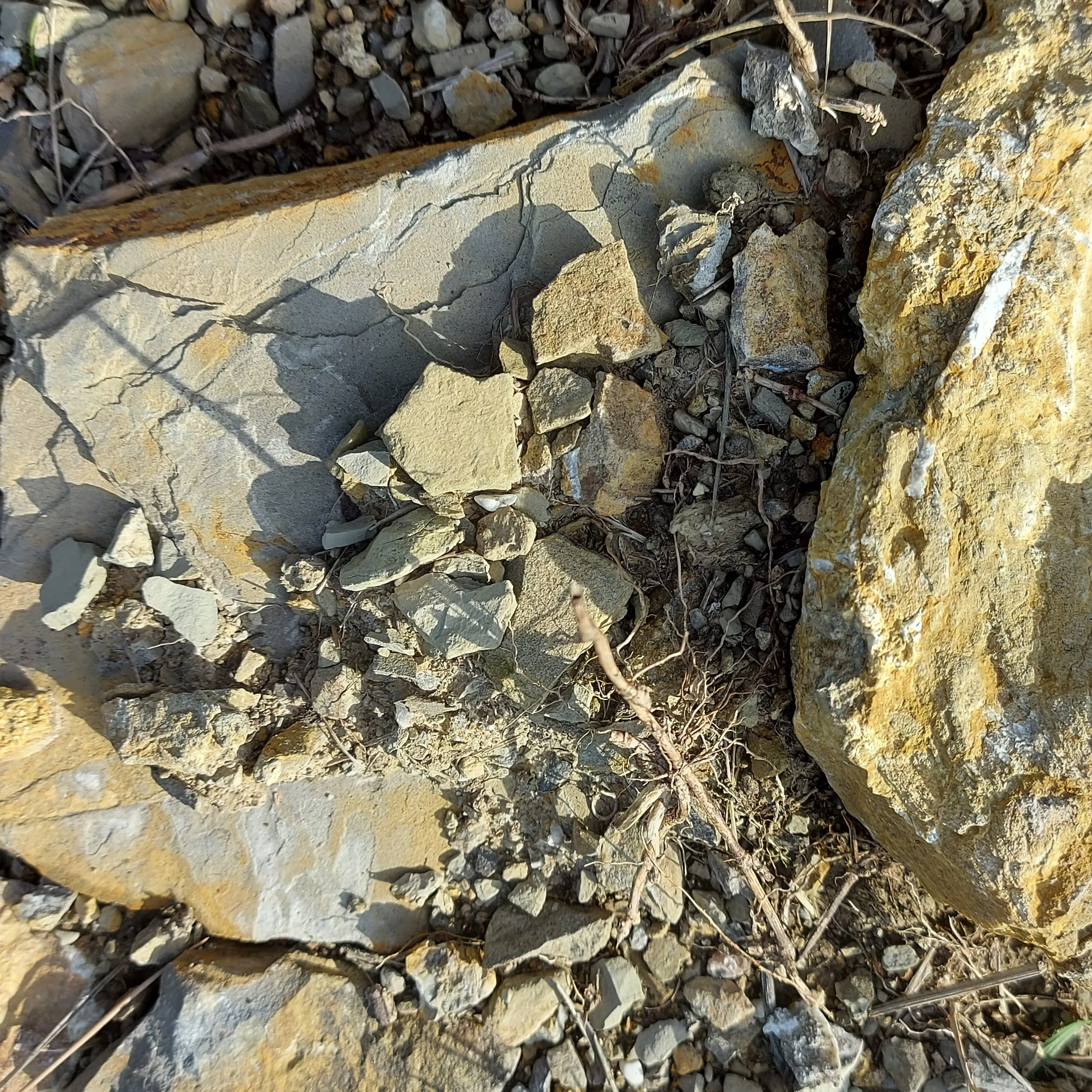 Бурый виноград по выбору китайского винограда FRIULANO RIBOLLA GIALLA SCHIOPPETTINO DI PREPOTTO REFOSCO P.R.