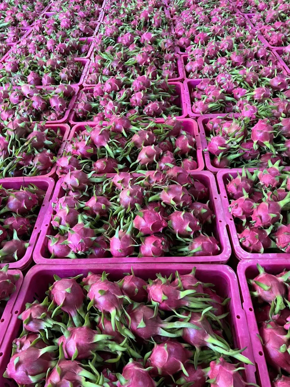 HOT SELLERS - Fresh Dragon Fruit from Vietnam - Best price - High quality