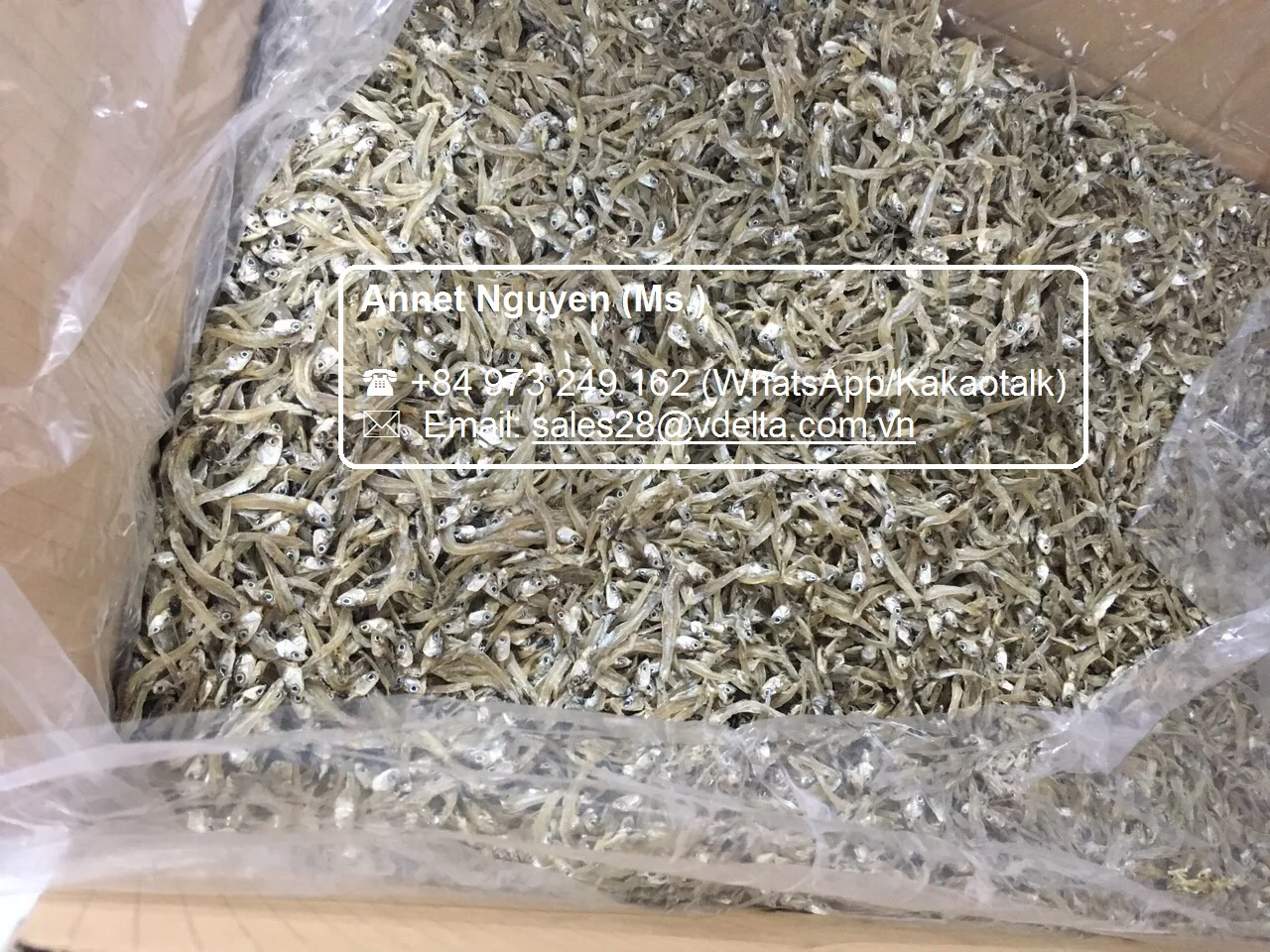 HIGH QUALITY DRIED ANCHOVIES / ANCHOVY / STEAMED ANCHOVIES / Ms. Lima +84 346565938