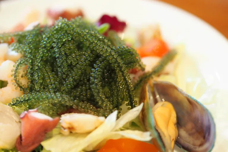  Морской виноград-морские водоросли UMIBUDO лучший выбор для качества 100 граммов из Вьетнама (Ms Деми + 84 961733400)