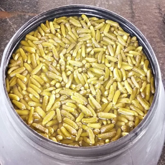 Indian Processed Gherkins in Drum 240 Ltrs/260 Ltrs/ Buckets 15 Kgs  Grade 1-4 CM