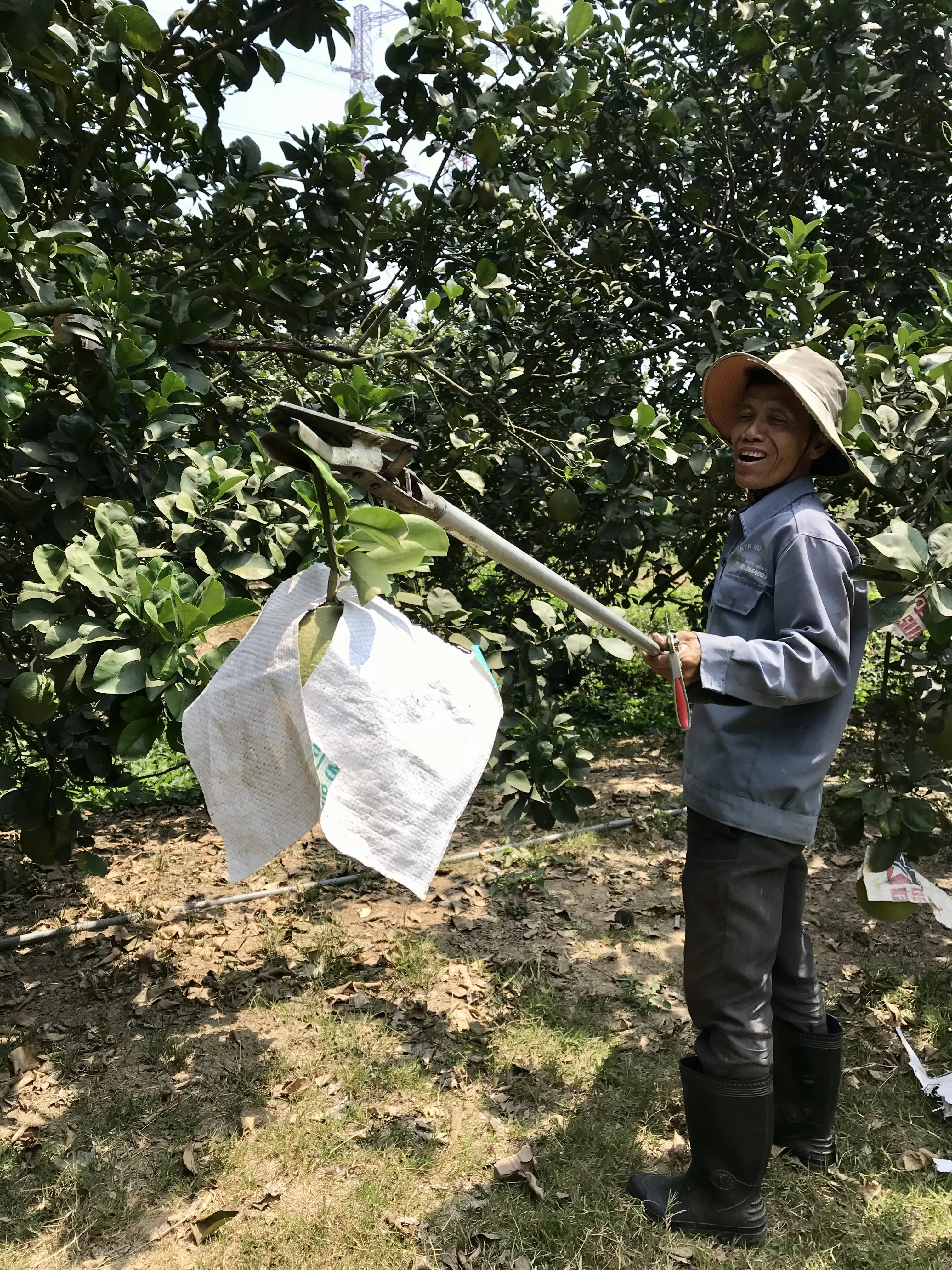 Top Fresh And Green Agriculture Fruits TamEco Organic Pomelo with Delicious flavor from Viet Nam