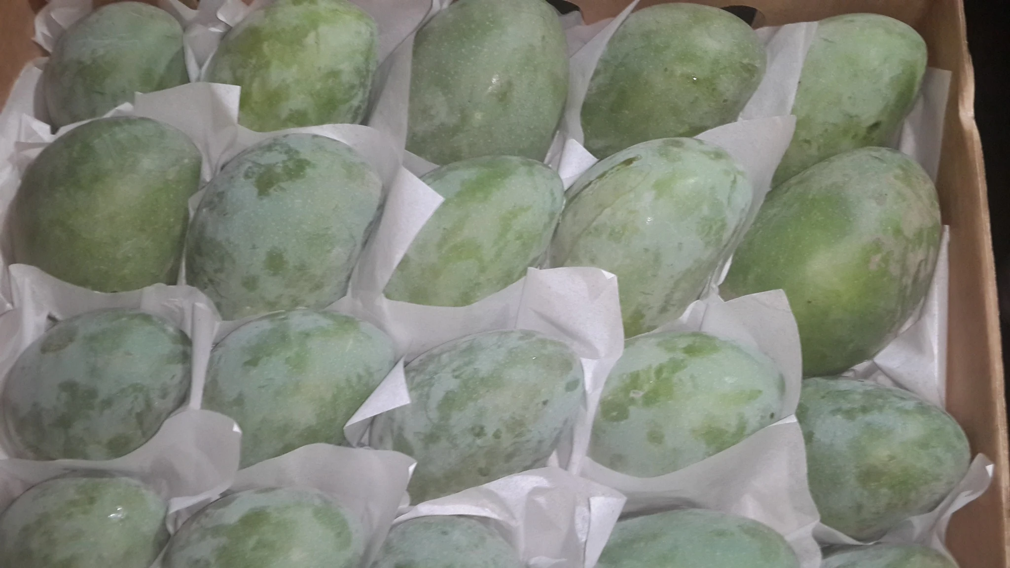 Egyptian Mango for Export 1