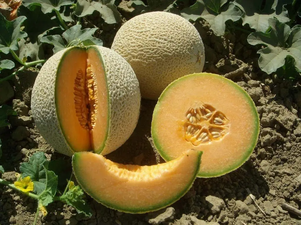 Melon is a fruit rich in nutrients has sweet taste very popular and been exported to EU US ASIA other markets.