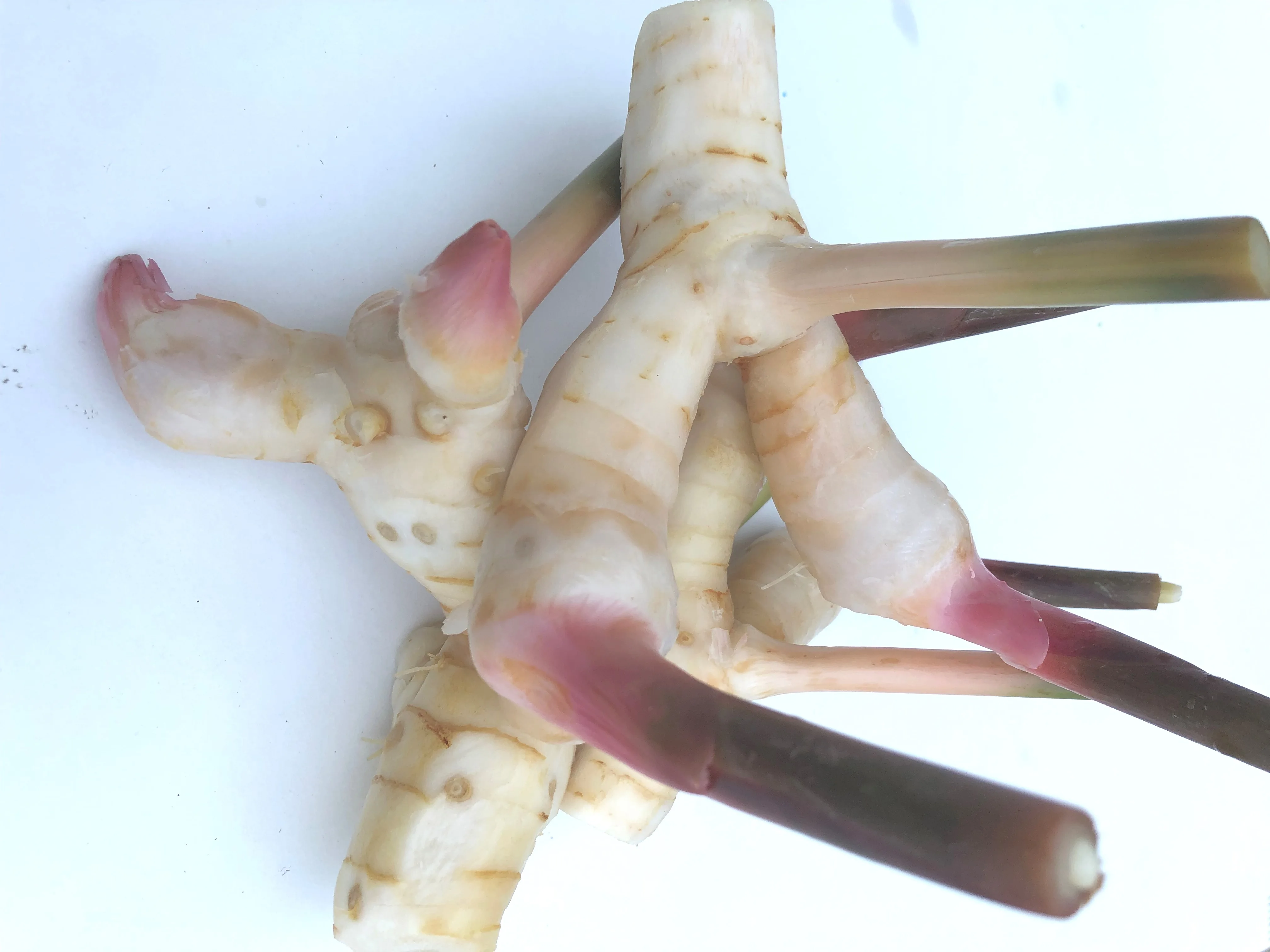 Свежие корни Galangal высшего класса по лучшей цене свежие овощи из Таиланда за 100% экспорт оптом