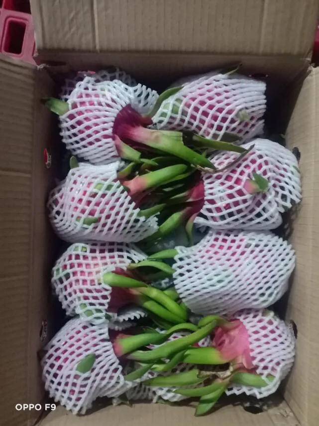 Вьетнамский Свежий фрукт дракона/оптовая продажа фруктов питаи, вьетнамский/очень низкая цена, фрукты красного дракона