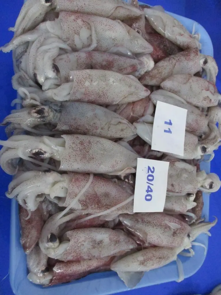 
FROZEN SQUID WHOLE LOLIGO 