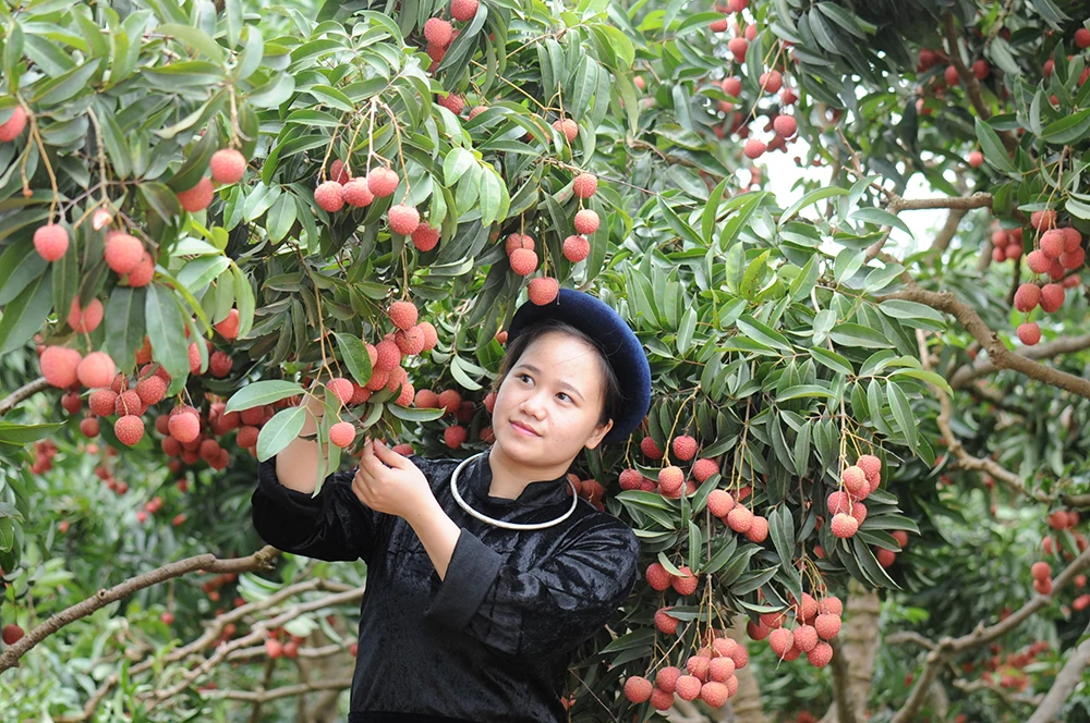  Оптовая продажа специальная кухня Органическая личи класса А с приятным вкусом из Вьетнама