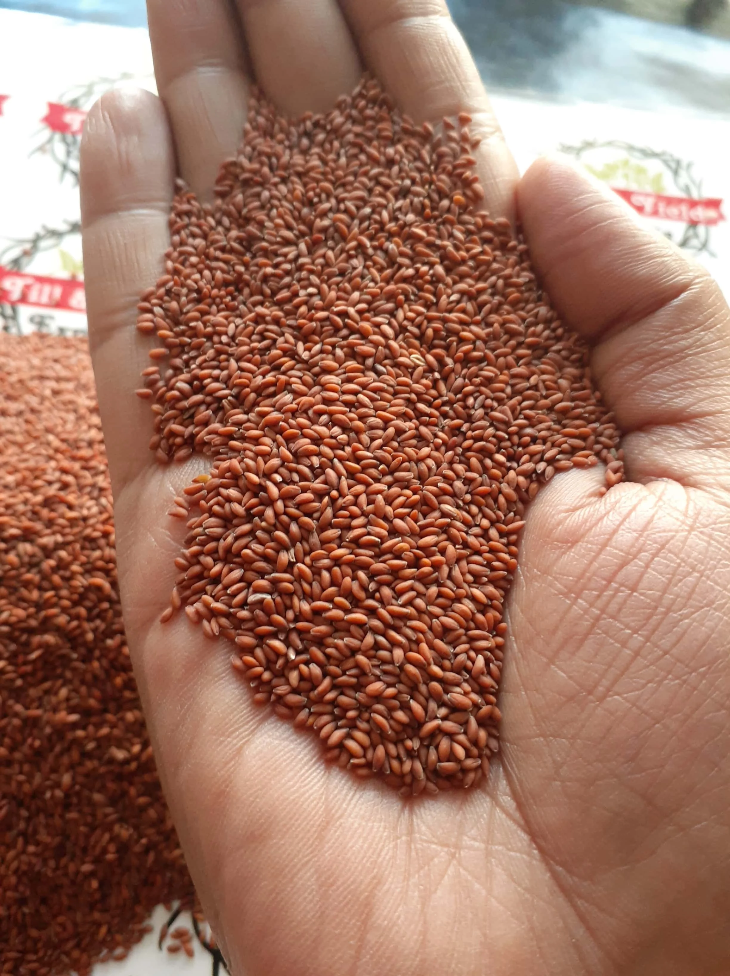 Factory Supply Asaliya Seed - Wholesale Price Sortex Clean Lepidium sativum - Indian Origin Asaliya Seed