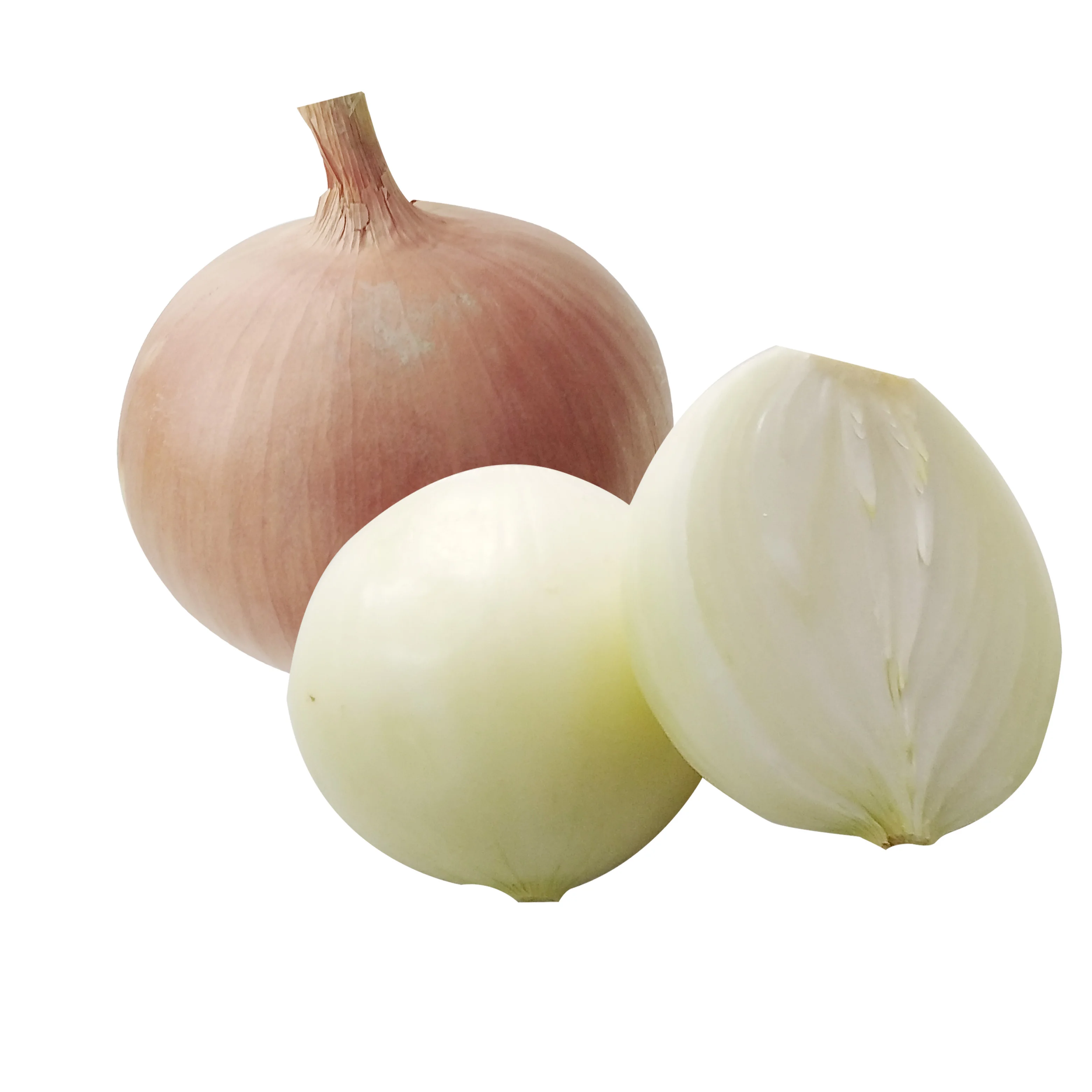 pure fresh yellow Celebration onion suppliers
